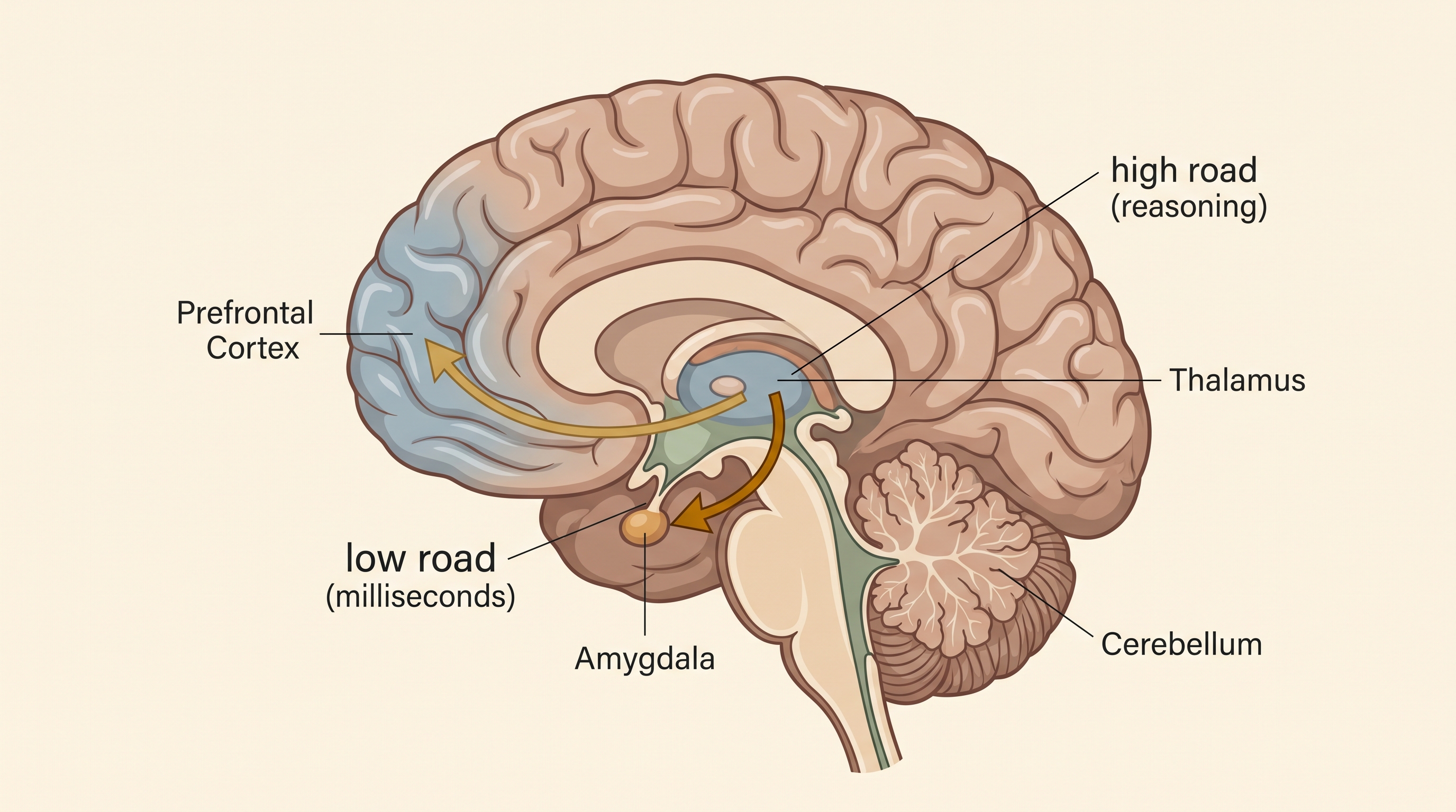 Labeled diagram of a brain cross-section showing the fast low-road pathway from thalamus to amygdala and the slower high-road pathway from thalamus to prefrontal cortex