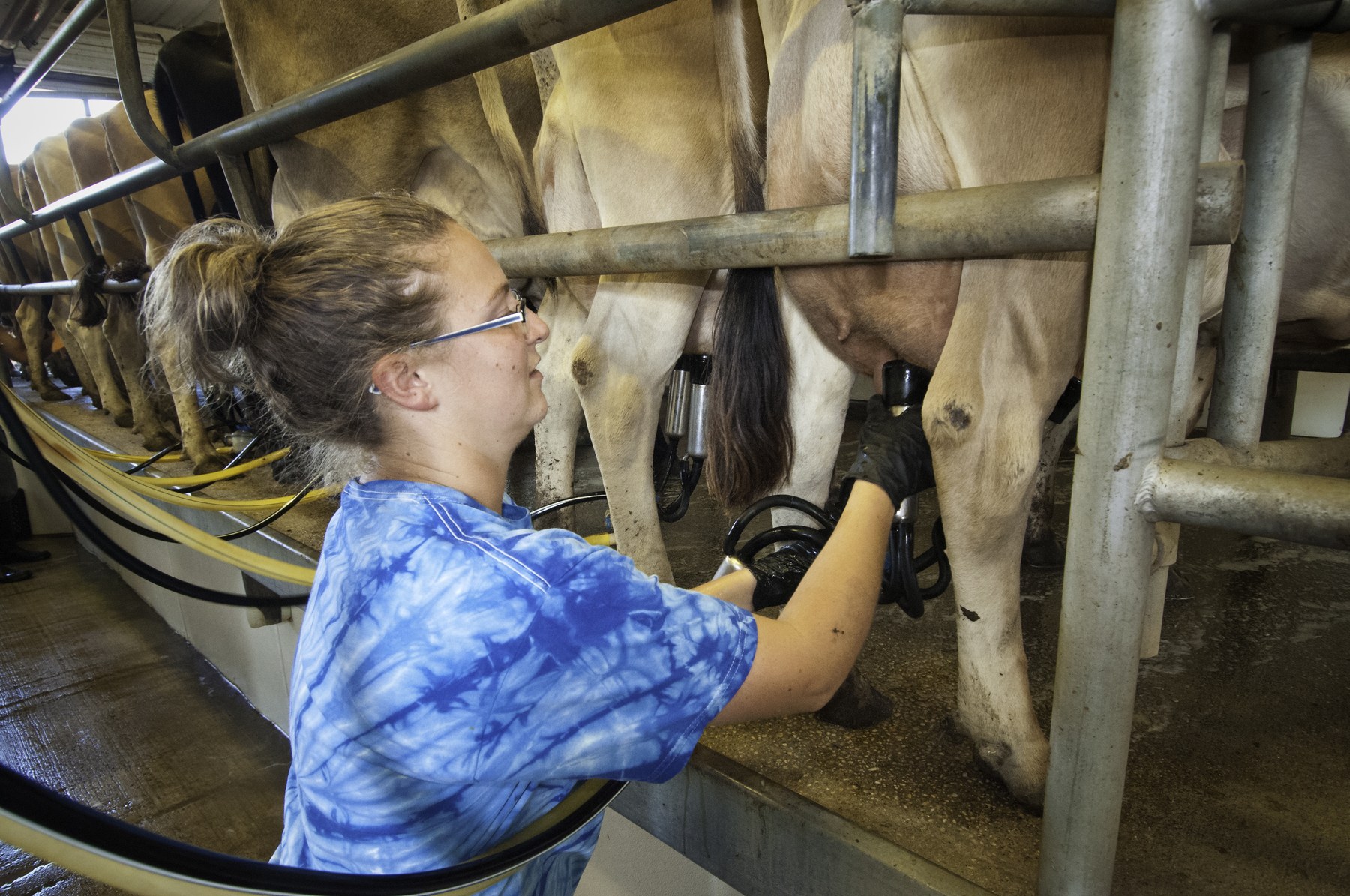 A farm manager attaches milking equipment to dairy cows in a milking parlor at a Maryland creamery