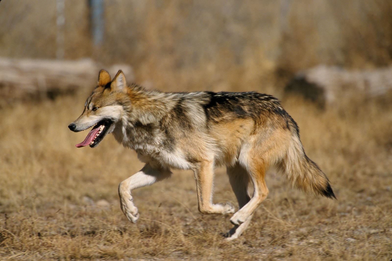 A Mexican gray wolf, Canis lupus baileyi, the subspecies named in Section 3 of the executive order