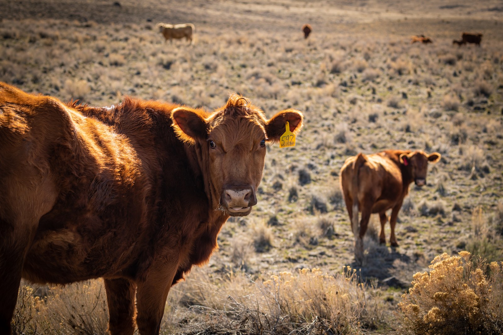 Beef cattle grazing on open sagebrush rangeland in the American West