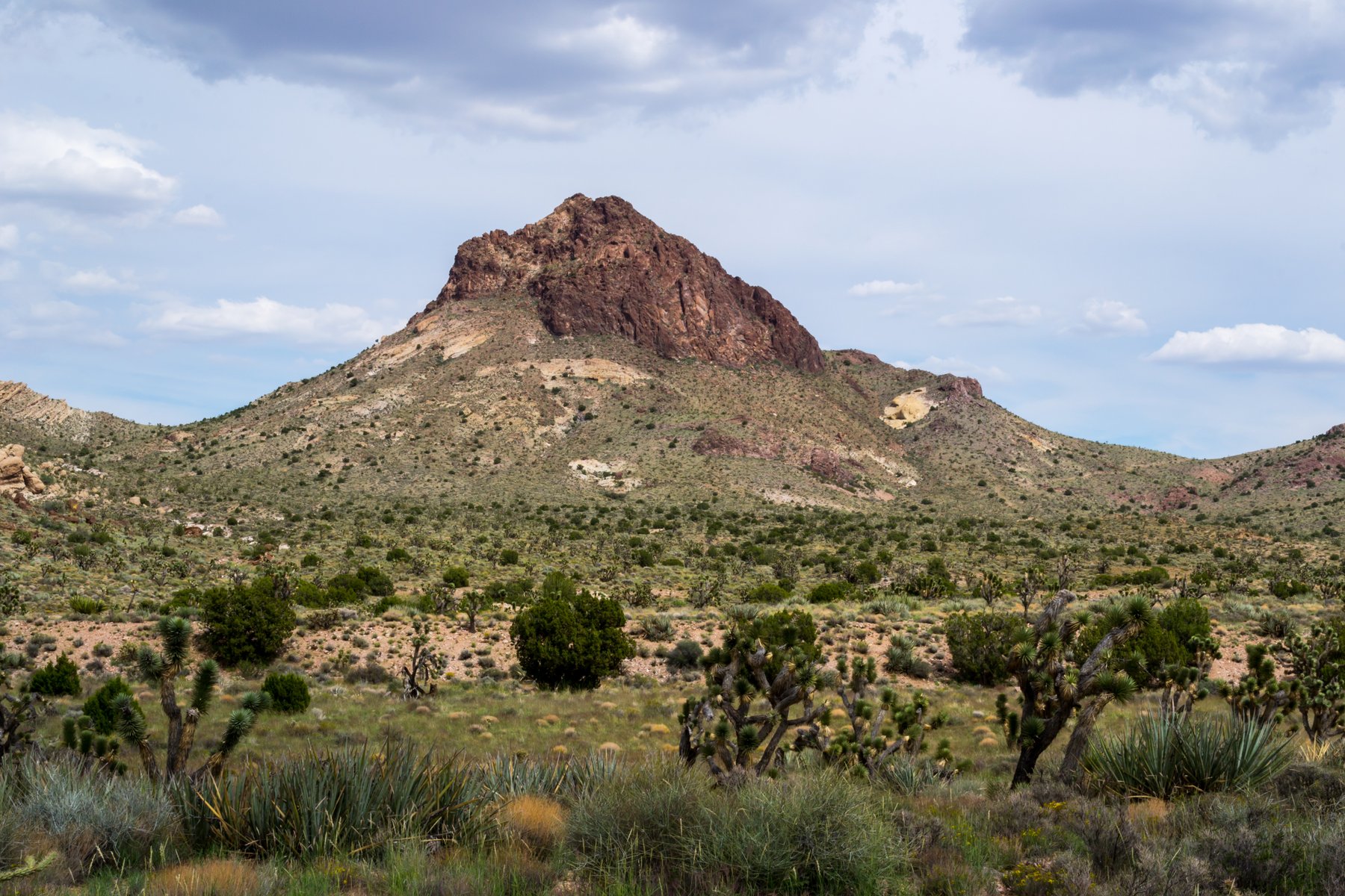 Hart Peak rising above Joshua trees and desert scrub in Castle Mountains National Monument, California