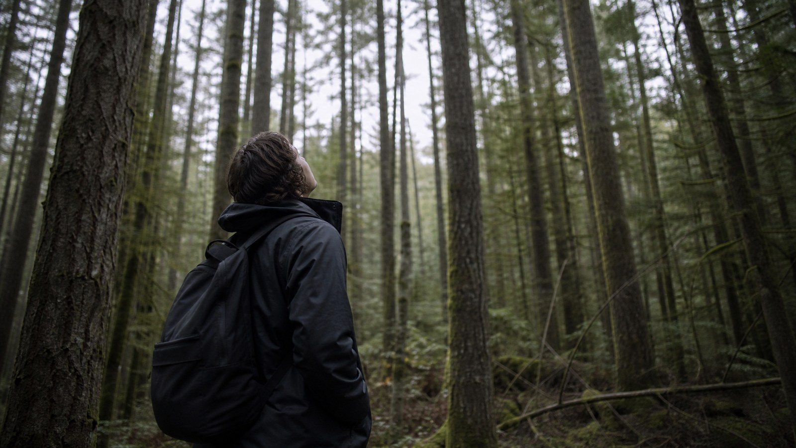 A hiker in a dark rain shell and daypack standing among tall conifers, head tilted back, looking up at the tree canopy in flat grey afternoon light