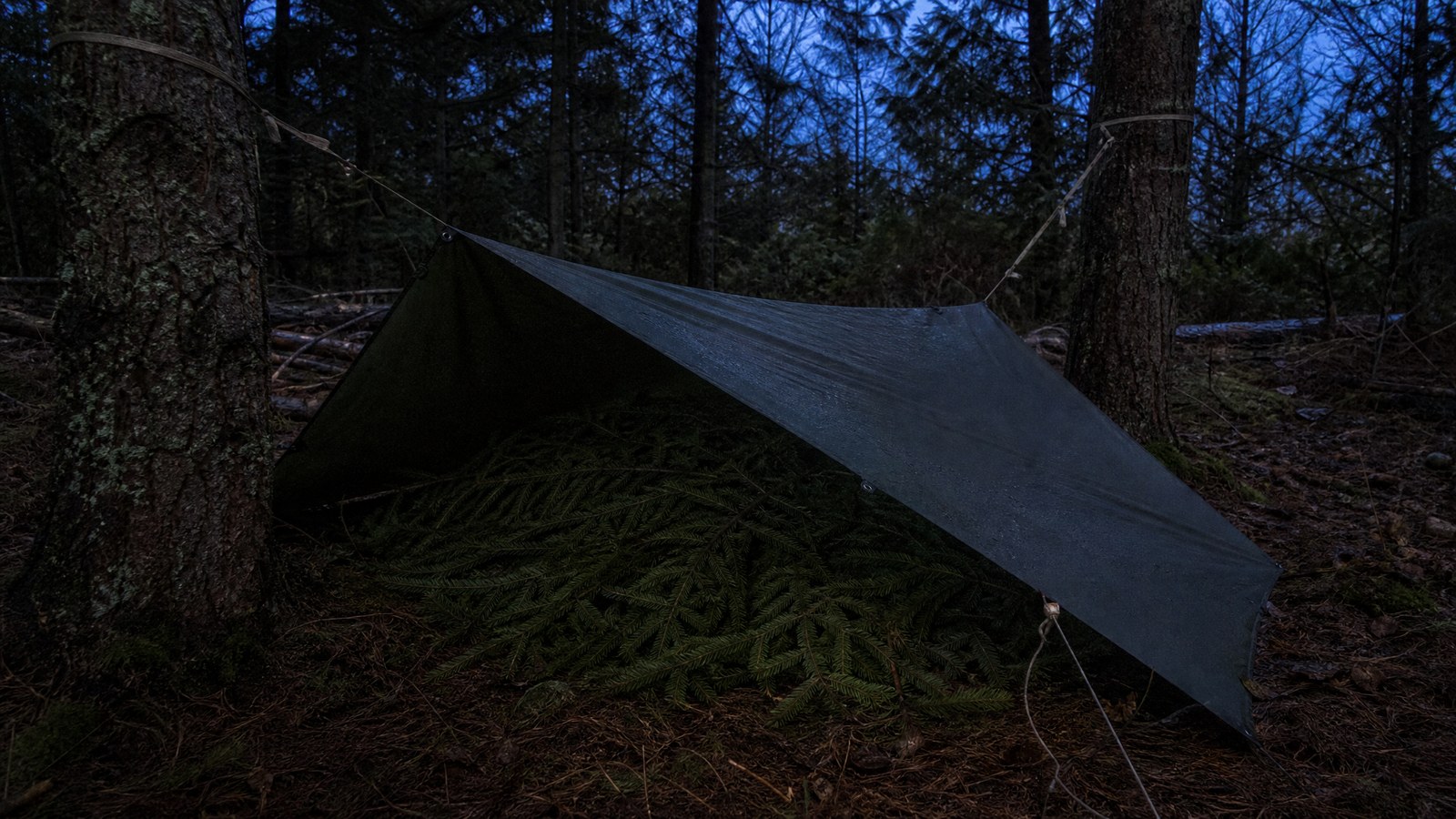 A dark green tarp pitched as a low lean-to between two trees over a thick bed of evergreen boughs at dusk in a forest