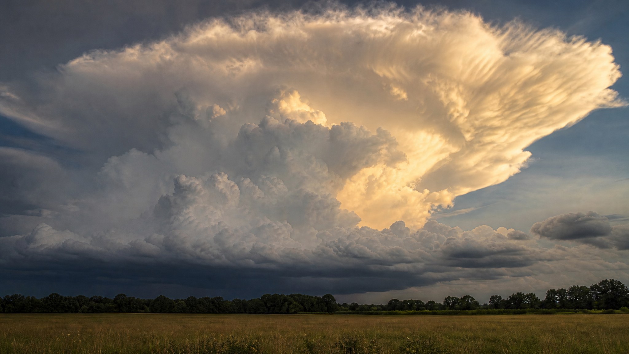 A dramatic tall cumulonimbus storm cloud tower building above a distant tree line, seen from an open field